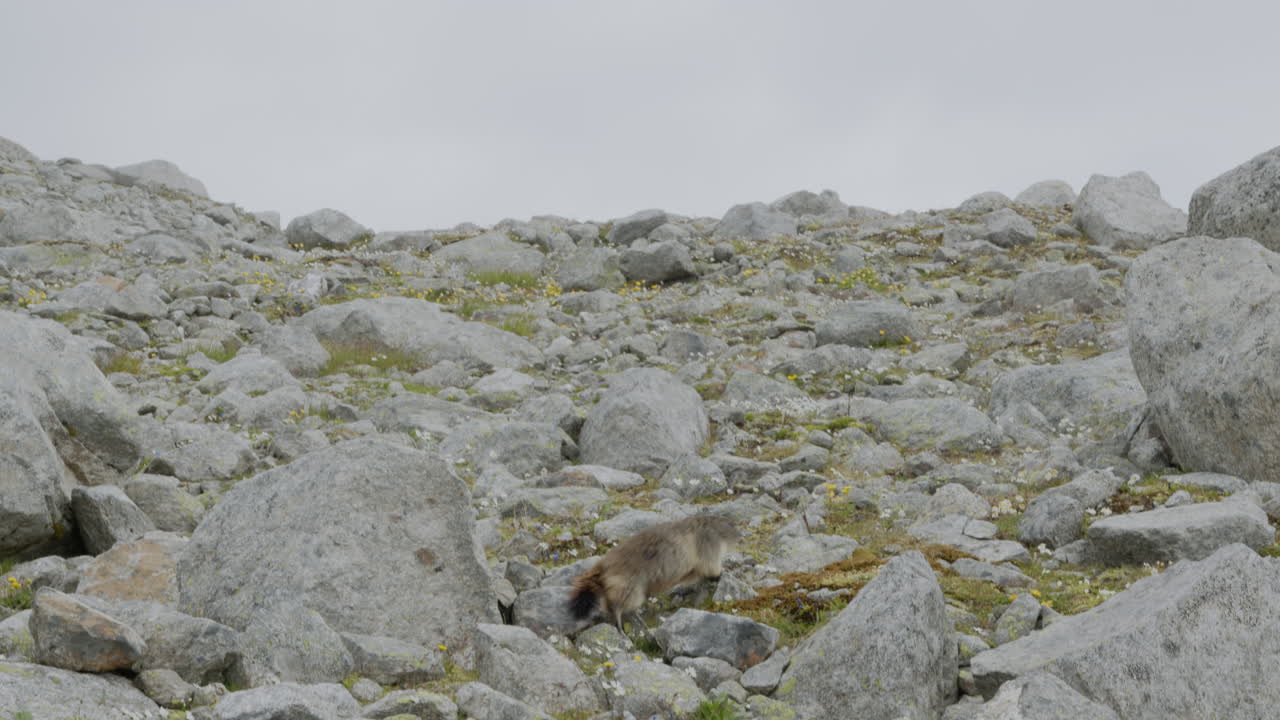 gran marmota corriendo a través de un terreno rocoso en las montañas