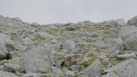 Big-marmot-running-across-a-rocky-terrain-in-the-mountains