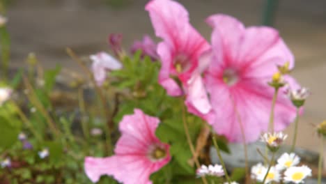 camera pulling focus to bright pink flowers in garden