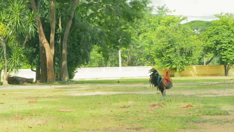 cockerel and chickens searching for food on the grass grounds of a thai temple in thailand