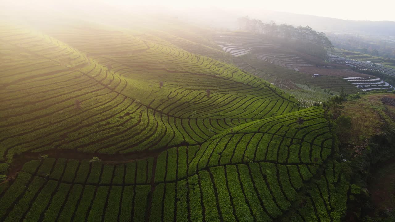 Drone footage of beautiful tea plantation on the hill mound in sunrise time