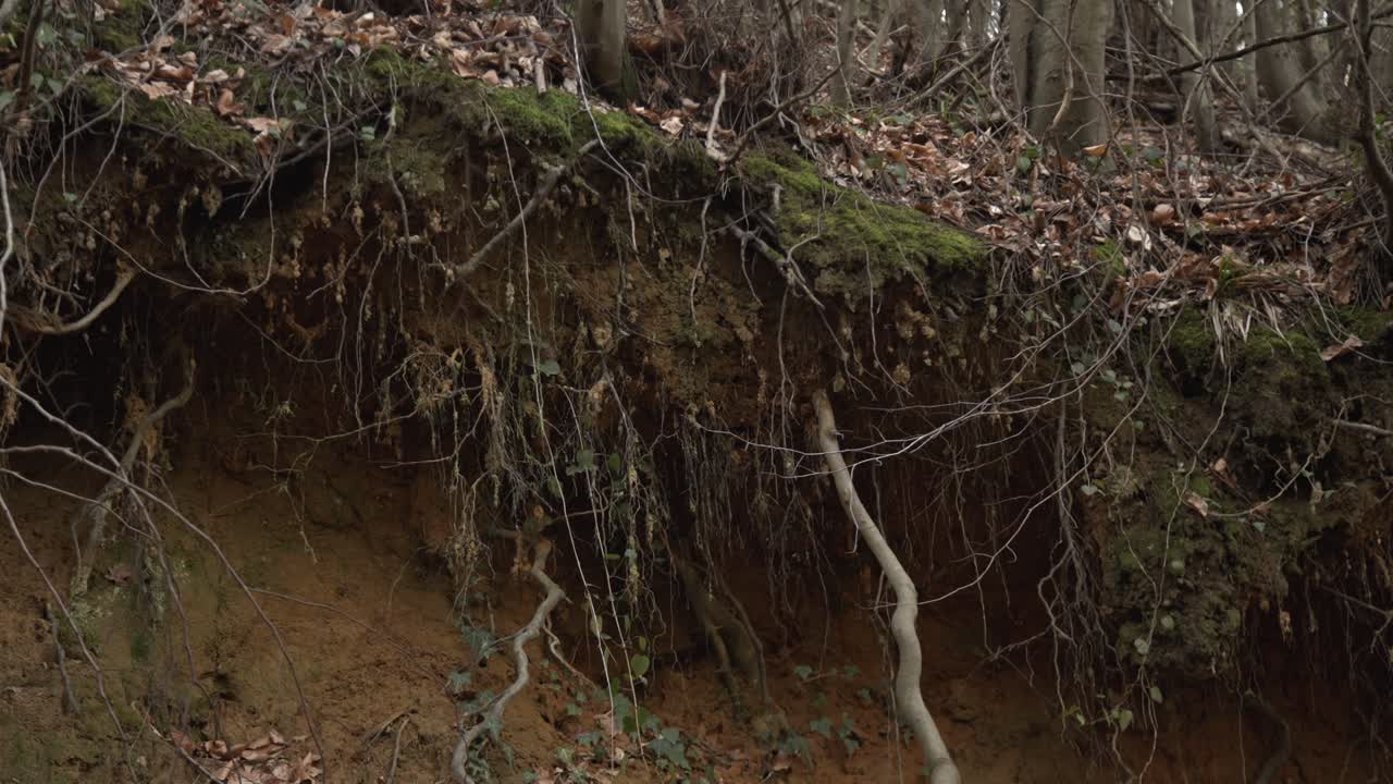 Tree Roots in a Magic Pine Forest