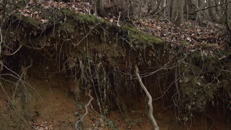 Tree-Roots-in-a-Magic-Pine-Forest