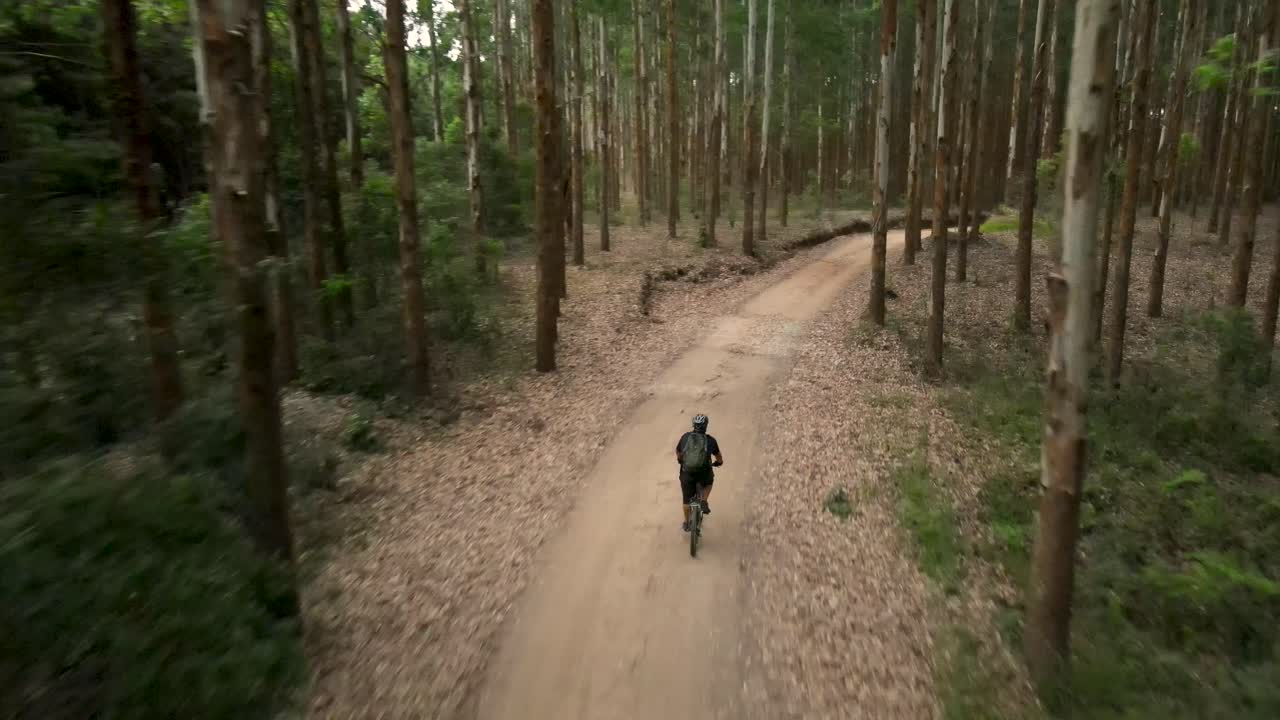 ciclista en un camino de tierra a través de un bosque de eucaliptos