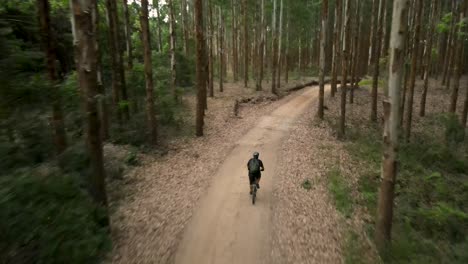 cyclist on a dirt road through a eucalyptus forest