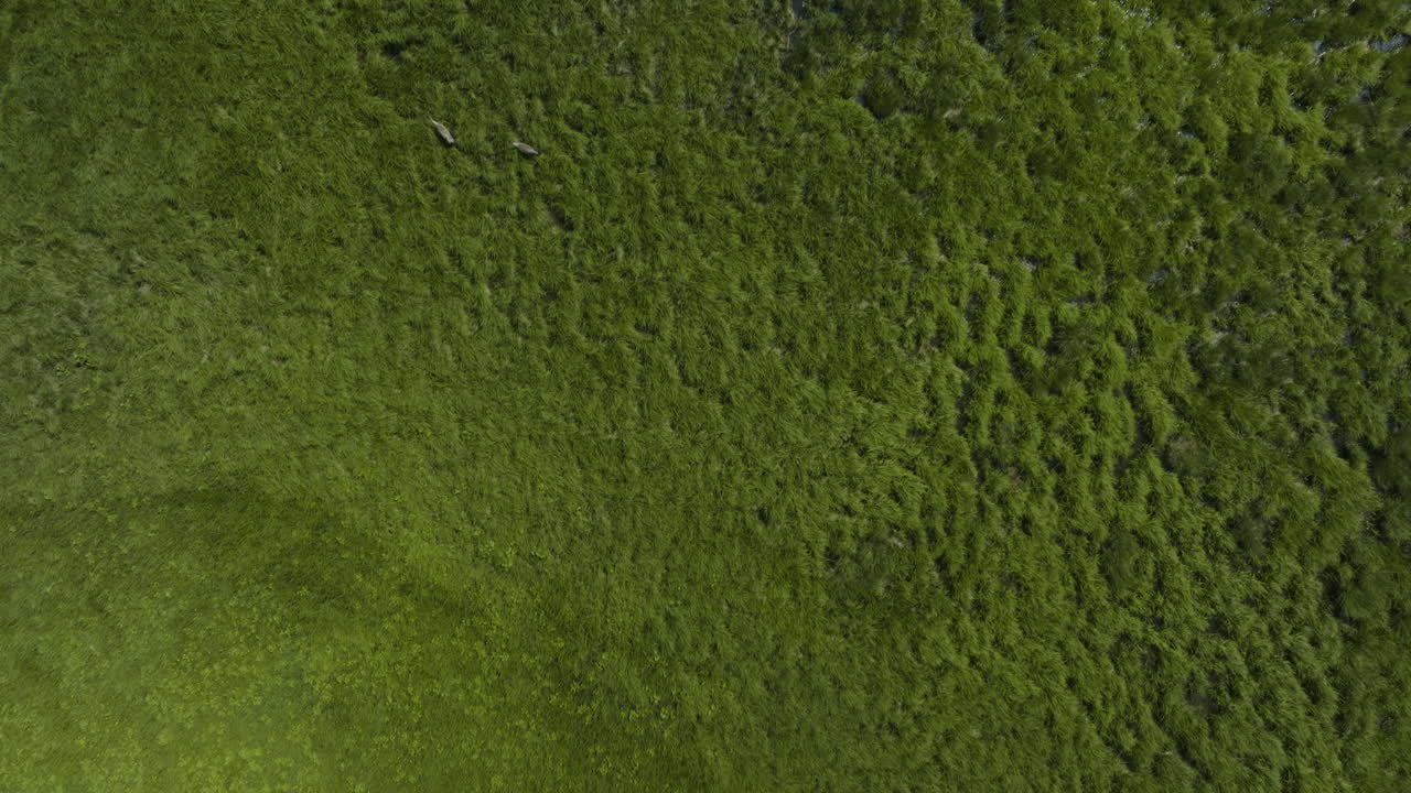 vista de pájaro de los pastizales del campo durante el día en verano