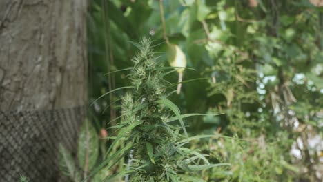 planta de brotes de cáñamo