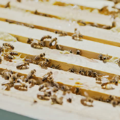 beekeeper works on an apiary, an open beehive. frames with honey. an apiary in the summer.