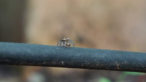 孔雀蜘蛛 (maratus pavonis) 的雌性