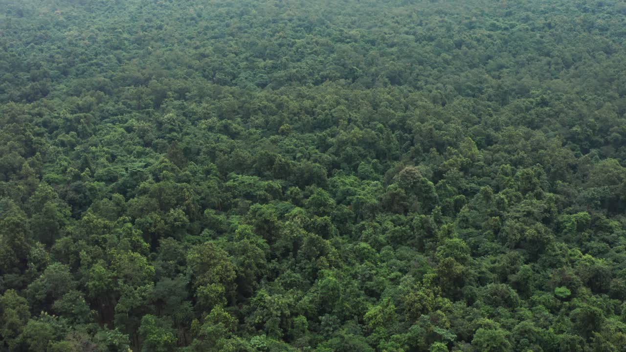 Vue aérienne lente d’une jungle verte et dense s’étendant sur des collines ondulantes dans l’est de l’Inde, montrant une nature sauvage intacte et une profondeur naturelle en Odisha, Inde