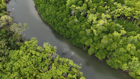 mangrove forest and river aerial view