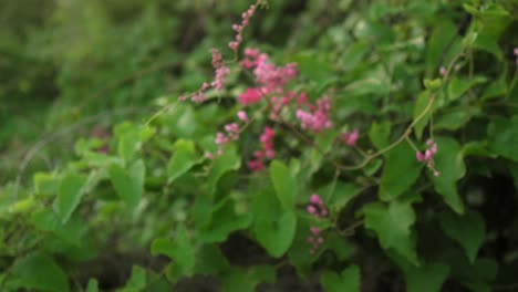 Blurry-close-up-of-pink-flowers-and-green-leaves-in-a-lush-garden