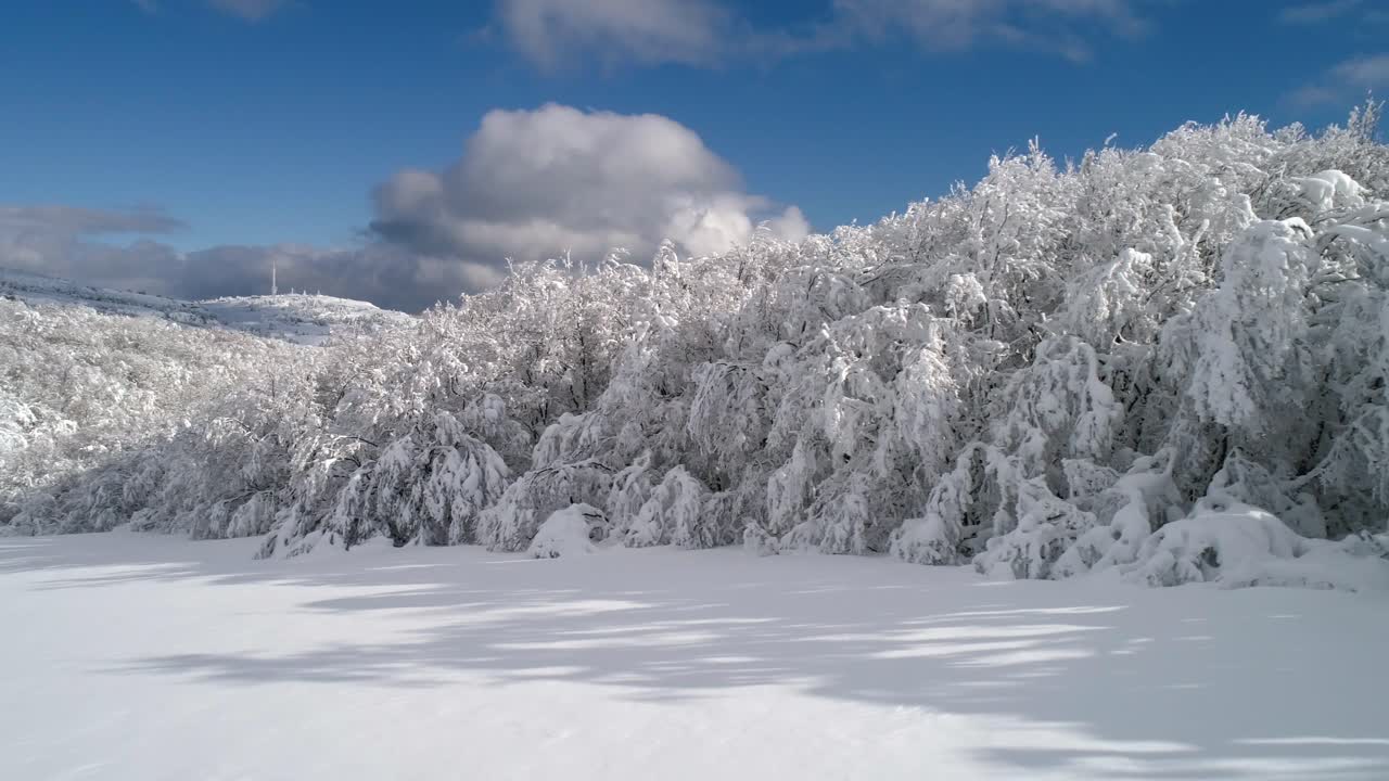눈 인 산림 풍경