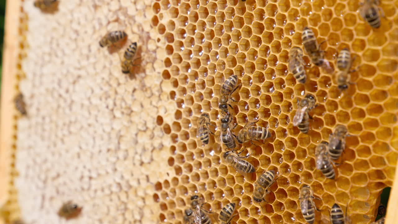 Small stripy bees crawl by the wax frame. Busy insects working hard sealing the produced honey in cells. Close up.