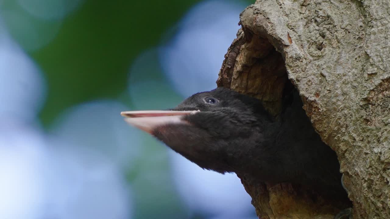 joven pájaro carpintero negro sacando la cabeza del agujero del nido en el árbol y llamando a la madre