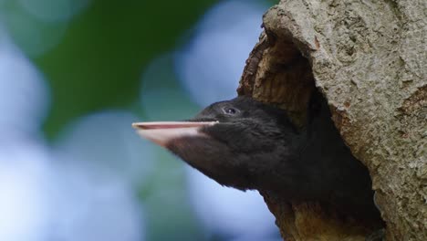 young black woodpecker poking head out of nest hole in tree and calling out to mother