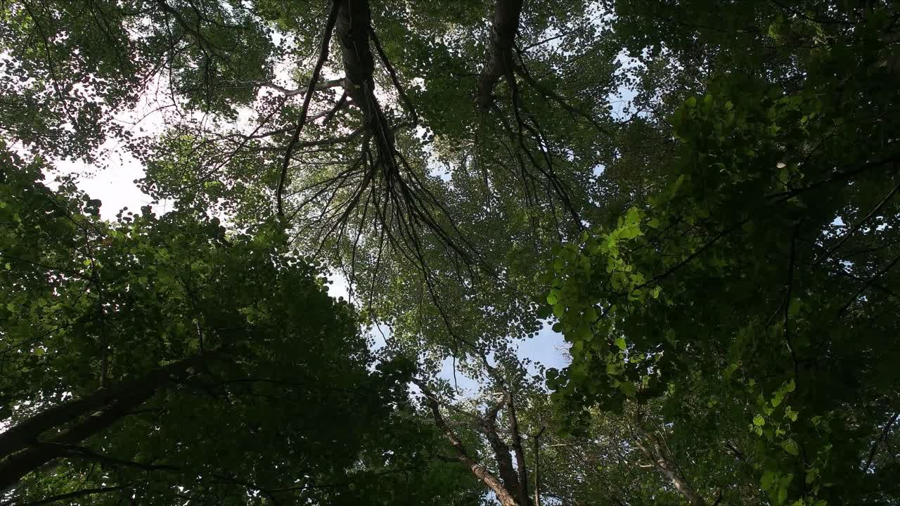 迷雾森林摄像机倾斜向上