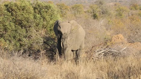 Close-up-shot-of-a-elephant-trying-to-break-a-branch-off-of-a-tree-to-eat