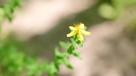 a close-up of a yellow flower in slow motion