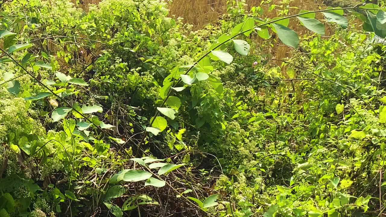 Farfalle in coppia che volano su un cespuglio in Bangladesh