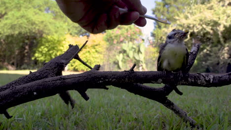 tiny scared baby bird sitting on branch low to ground being fed food by human hand