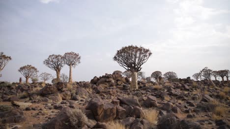 Köcherbäume-Im-Köcherbaumwald-Mit-Einem-Dassie,-Der-über-Dolomitfelsen-In-Namibia-Läuft