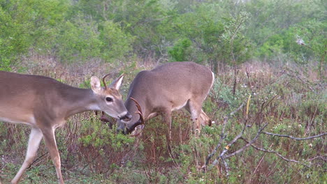 Monster-buck-lifts-its-head-from-feeding-near-does