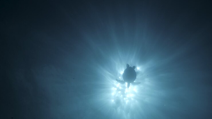 A artistic silhouette view of a Green Sea Turtle from deep underwater swimming on the surface as the sunrays penetrate through the blue ocean water