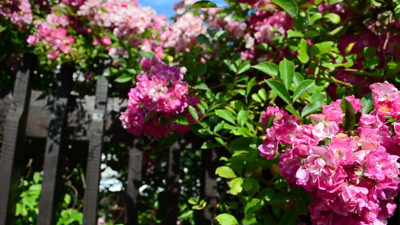 Flowers in the yard of the house. Beautiful flowers in a fence