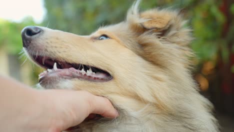 close-up of a person stroking a rough collie puppy in slow motion