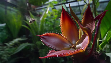 close-up of a spiky, colorful plant in a botanical setting