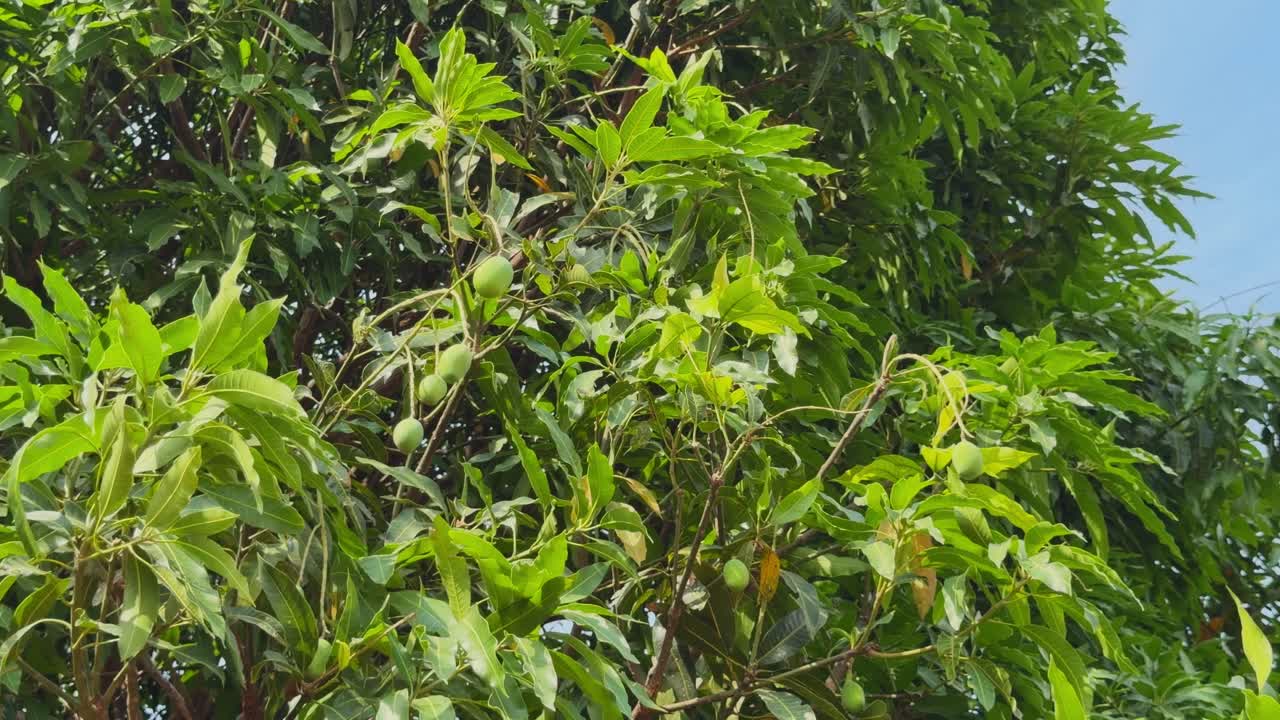 Rami di albero di mango che ondeggiano dolcemente al vento con numerosi manghi verdi acerbi e foglie lussureggianti, la luce del sole che crea riflessi naturali in una vivace scena tropicale all'aperto