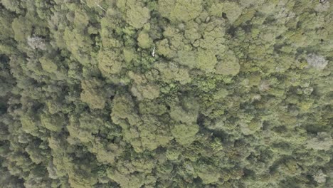 aerial zoom out top down view of a dense forest