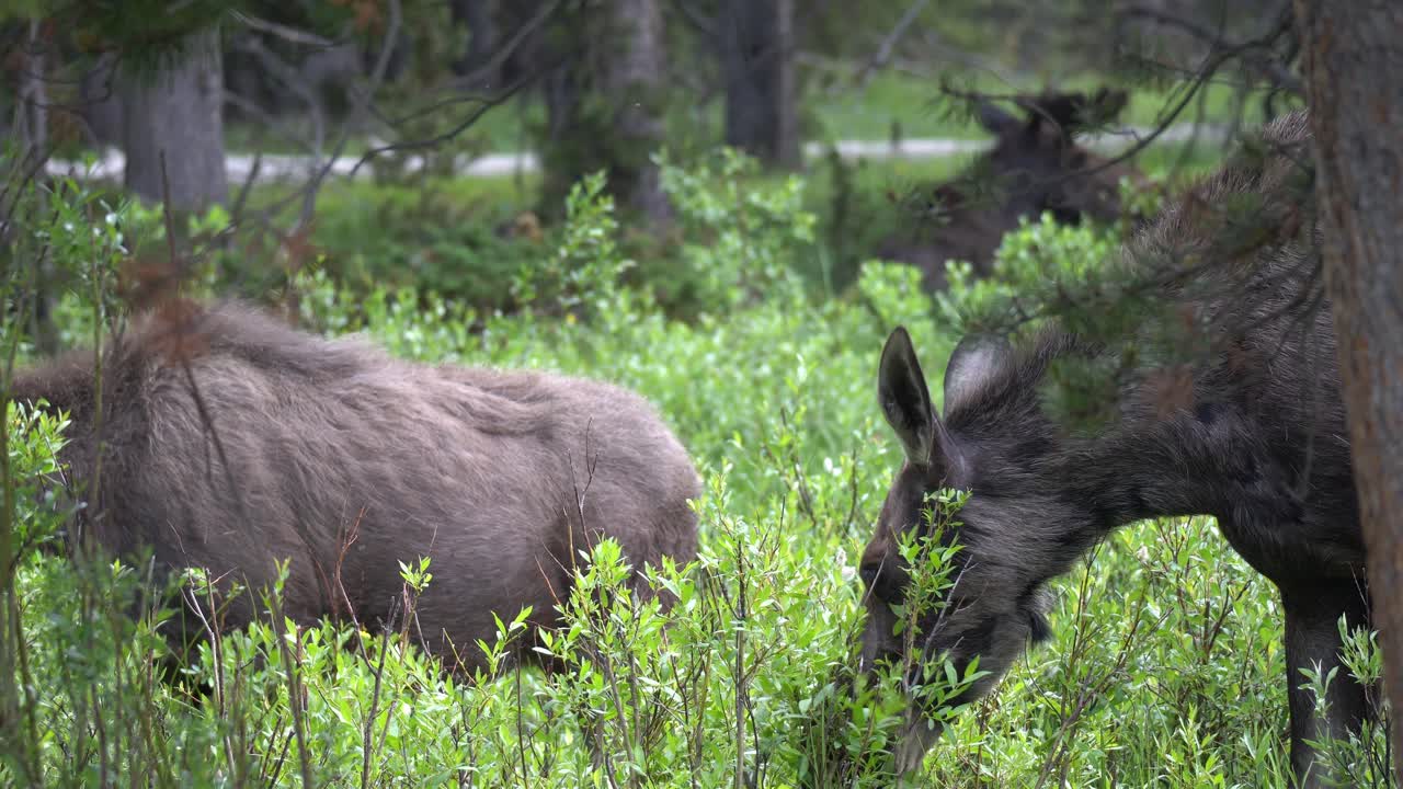 View of a moose grazing on bushes with a calf nearby and another moose laying under a tree in the background in summer in Bighorn National Forest in Wyoming