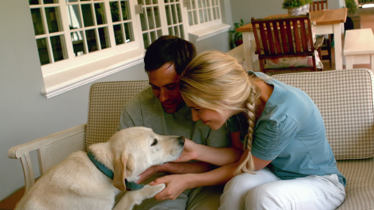 이 라브라도르 개 를 만지고 있다