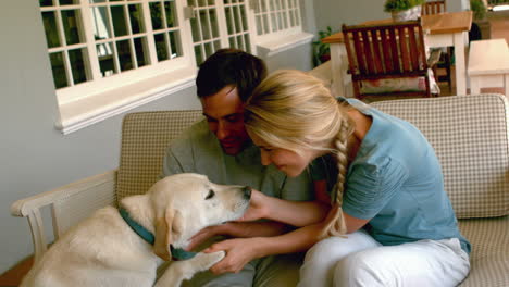 Couple-petting-their-labrador-dog