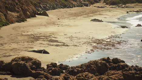 Ein-Einzelner-Großer-Ausgewachsener-Seeelefant-Schläft-In-Der-Sonne-Nahe-Dem-Wasserrand-An-Einem-Strand-In-Südkalifornien