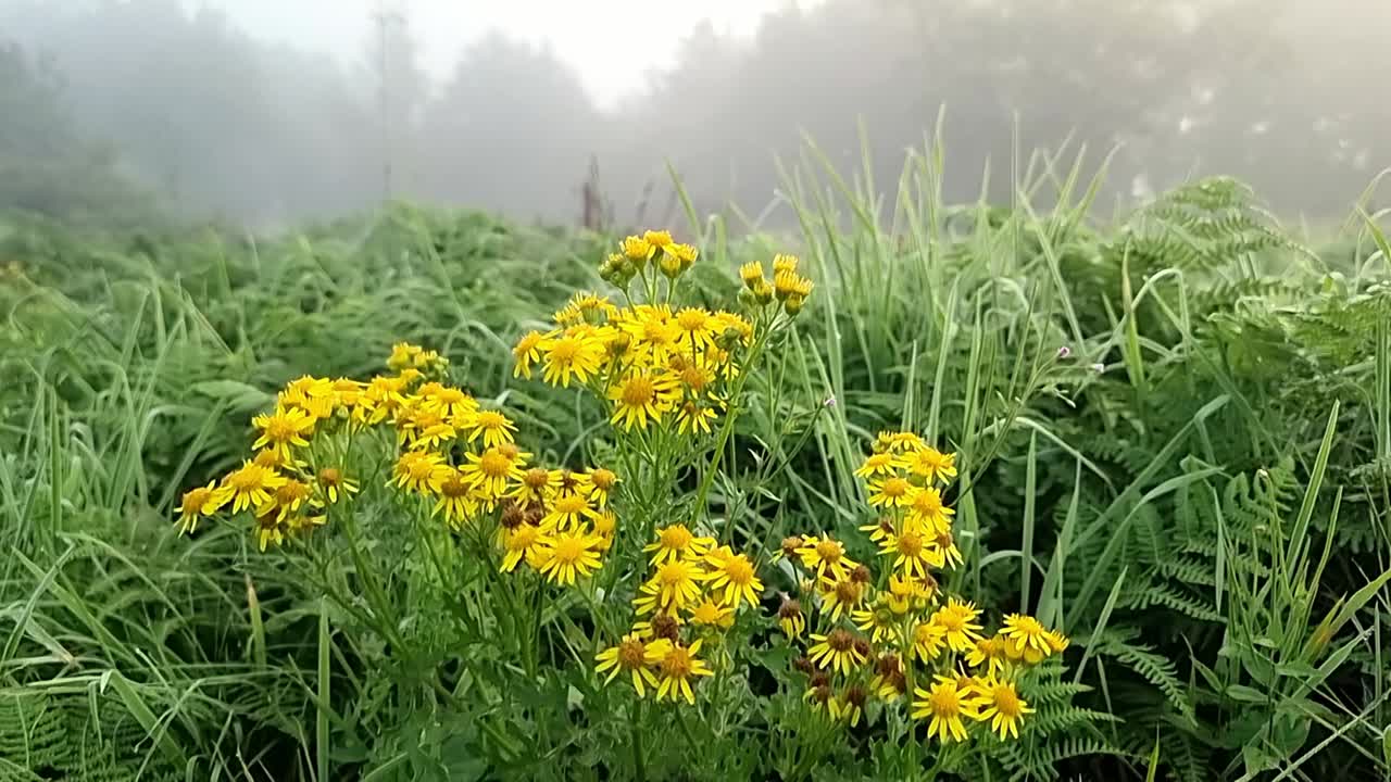 Yellow flowers and vibrant colourful fern foliage with silhouetted misty woodland trees in the background at sunrise
