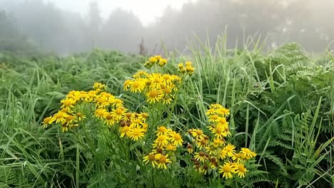 yellow flowers and vibrant colourful fern foliage with silhouetted misty woodland trees in the background at sunrise