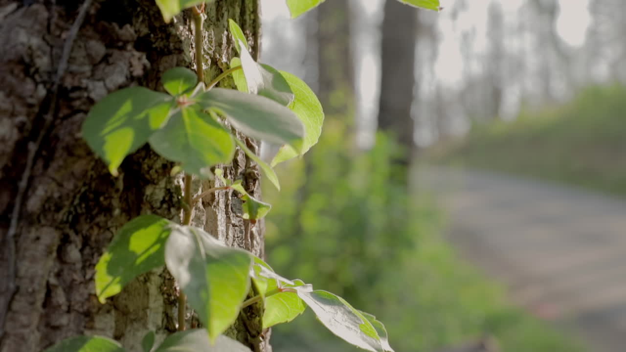 Una pianta rampicante si arrampica sul tronco di un albero nel mezzo di una foresta, a lato di una strada di campagna