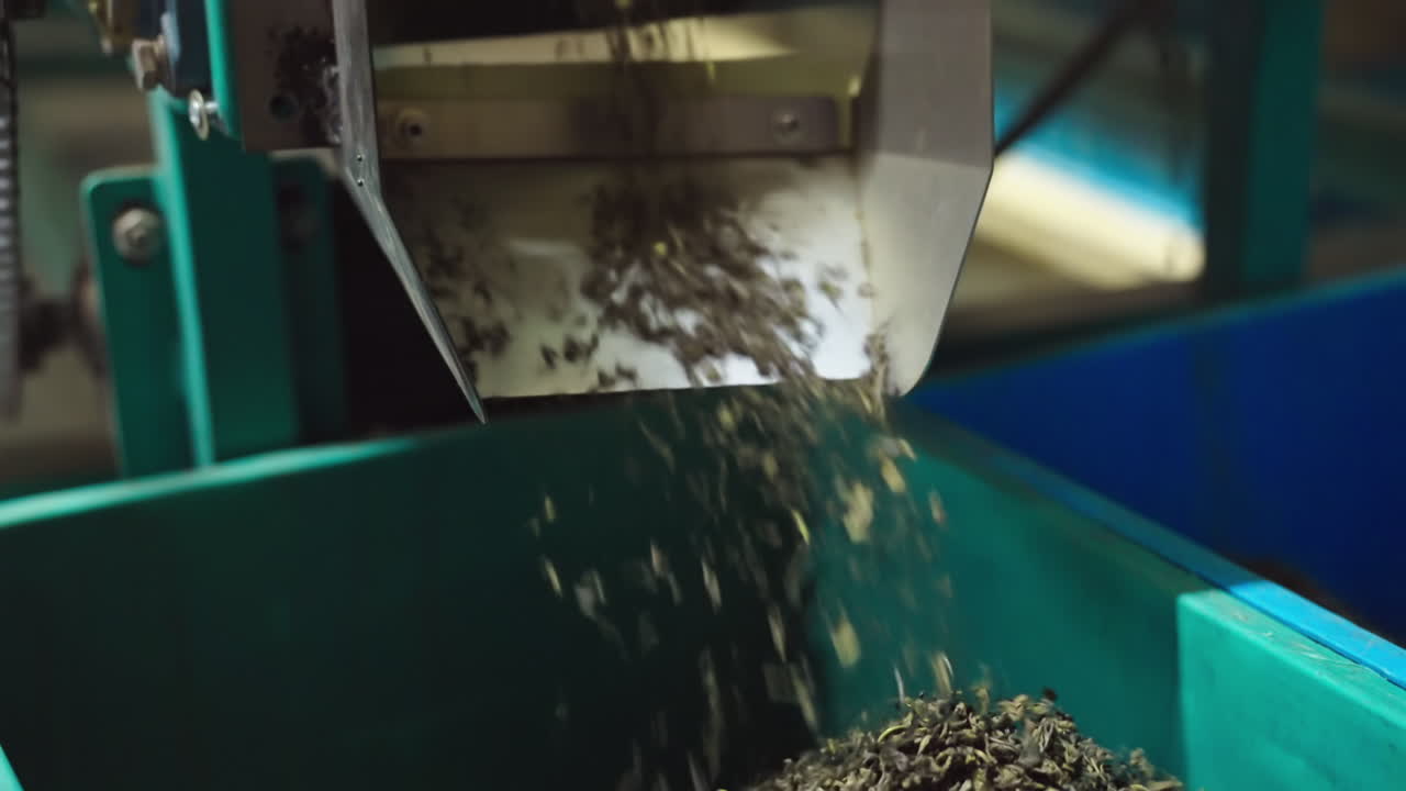 Sorted tea leaves dumped into collection bins for packaging stage inside tea processing facility, Sri Lanka