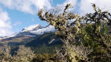 árboles místicos que crecen en el valle del parque nacional de fiordland durante el día soleado - impresionantes montañas cubiertas de nieve en el fondo