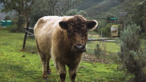 Slow-motion-shot-of-cute,-fluffy,-highland-cow-looking-curiously-at-camera-on-farm