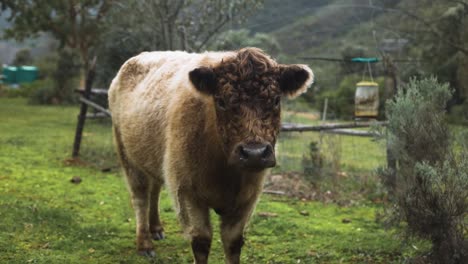slow motion shot of cute, fluffy, highland cow looking curiously at camera on farm