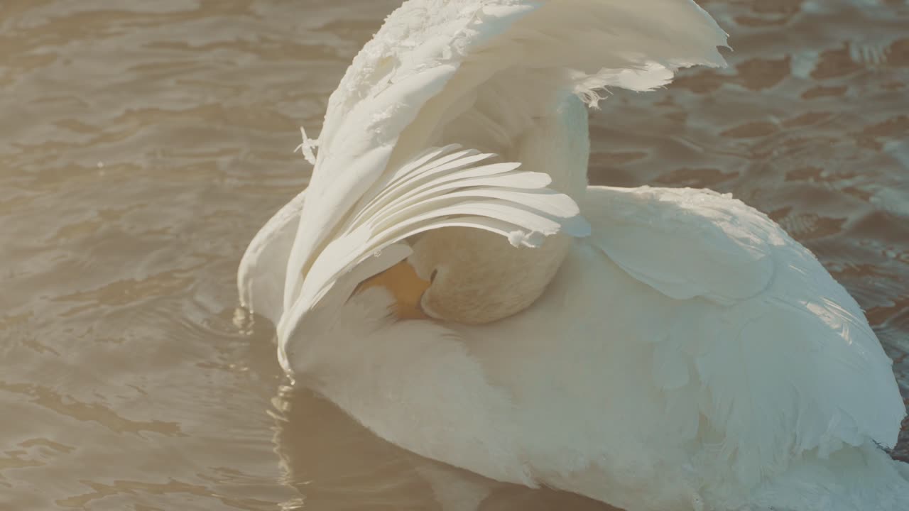 Лебедь в воде