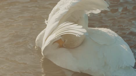 cisne en el agua