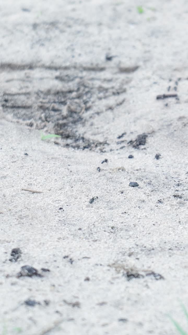 먼지 길 에 있는 개미 들