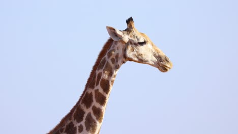 primer plano de jirafa sacando la lengua contra el cielo azul como telón de fondo