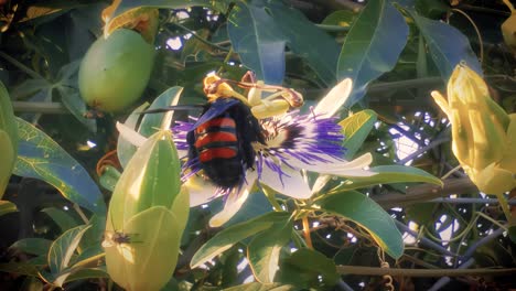 Abejorro-Buscando-Néctar-En-Una-Flor-De-Maracuyá