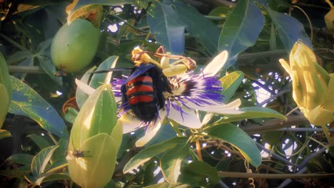 abejorro buscando néctar en una flor de maracuya